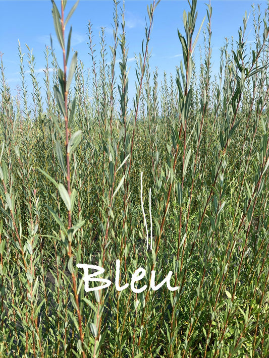 Field of green plants with 'Bleu' text overlay against a blue sky.
