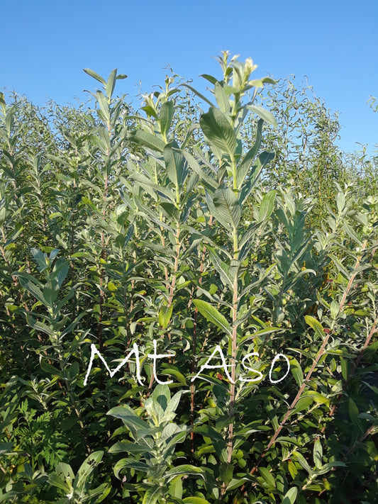 Green bush with 'Mt Aso' text against a blue sky