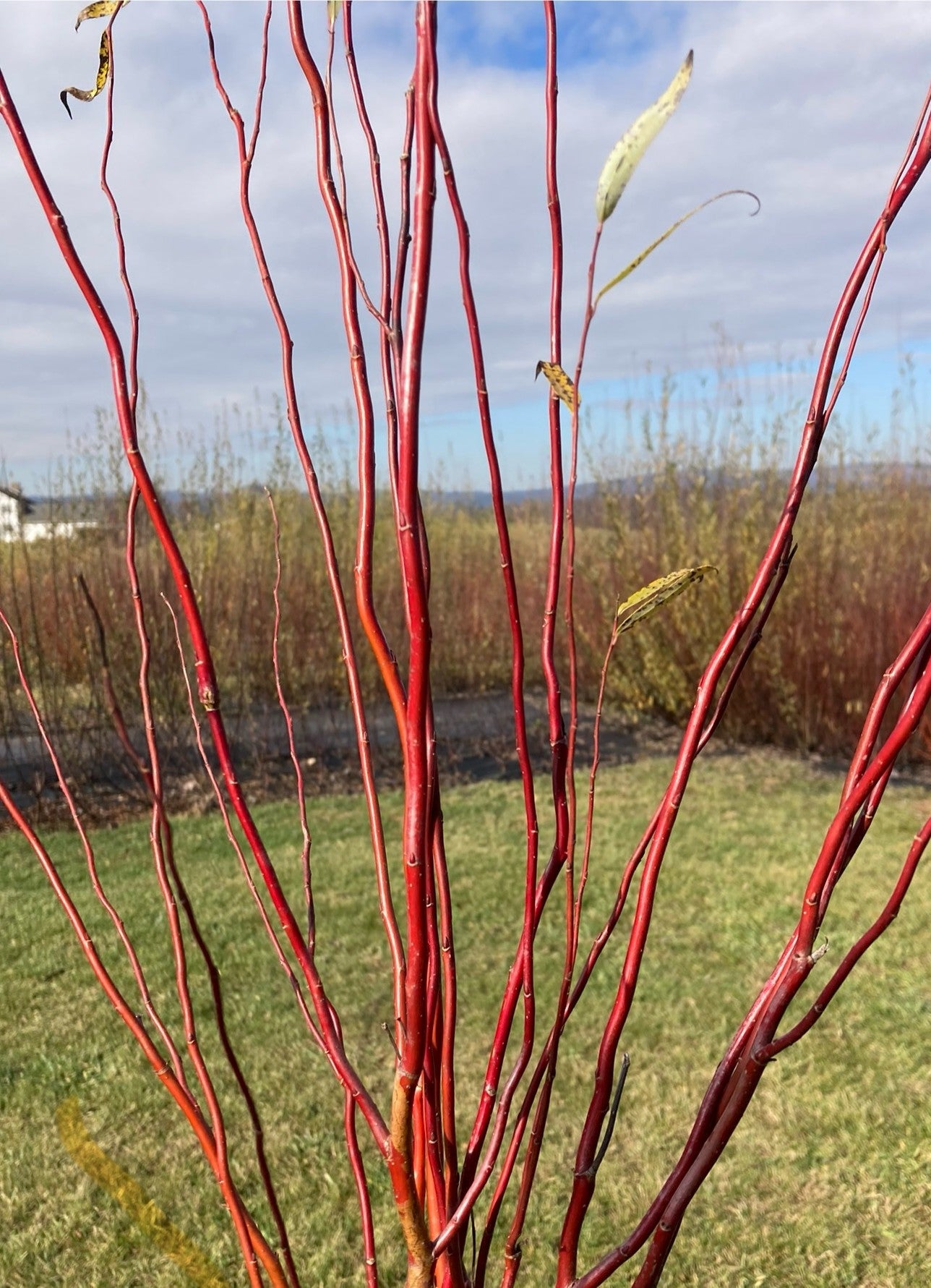 Red-barked curly tree branch with a blurred natural background