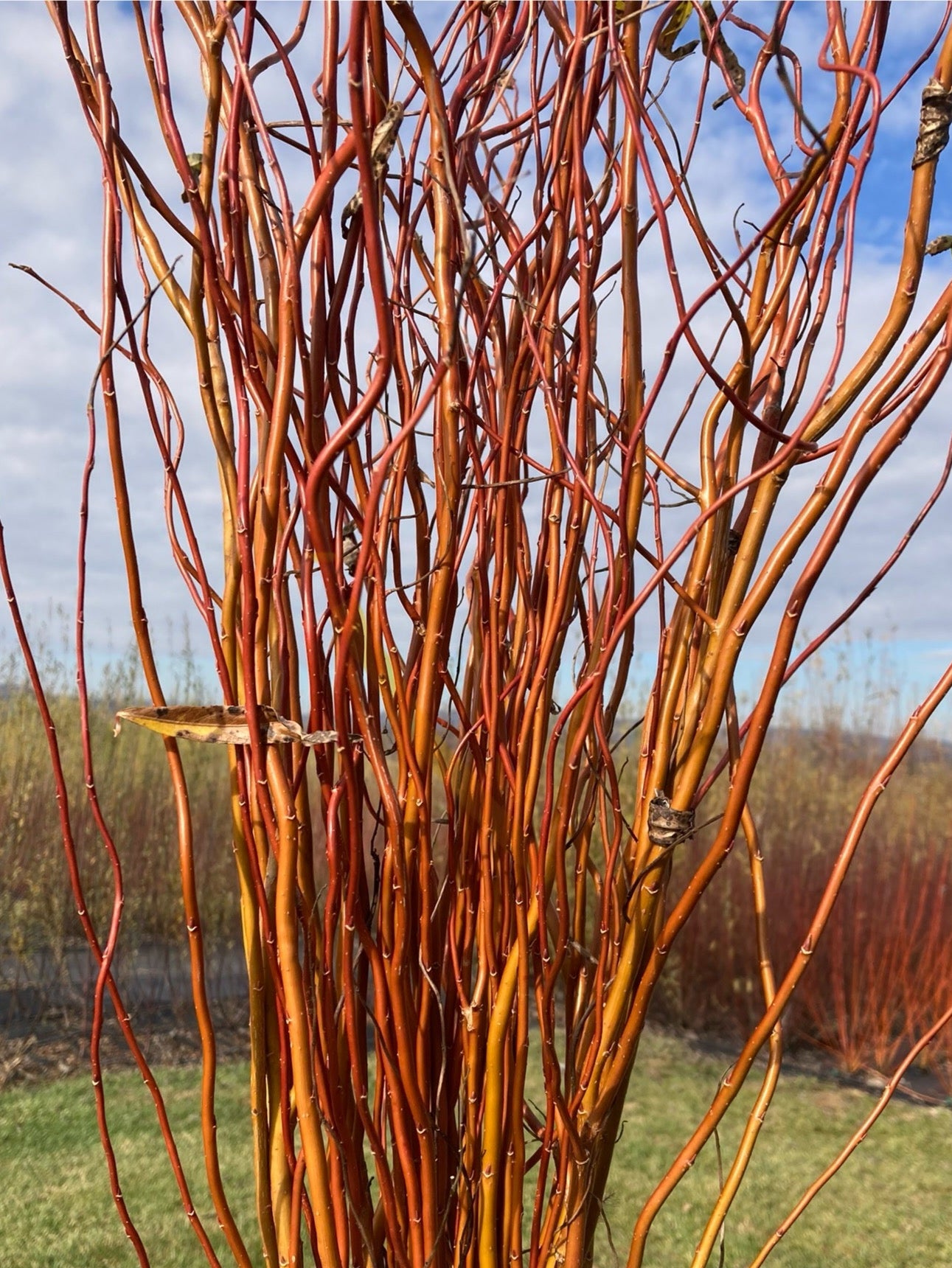 Bunch of red-brown sticks labeled 'Golden Curls' against a blurred natural background.