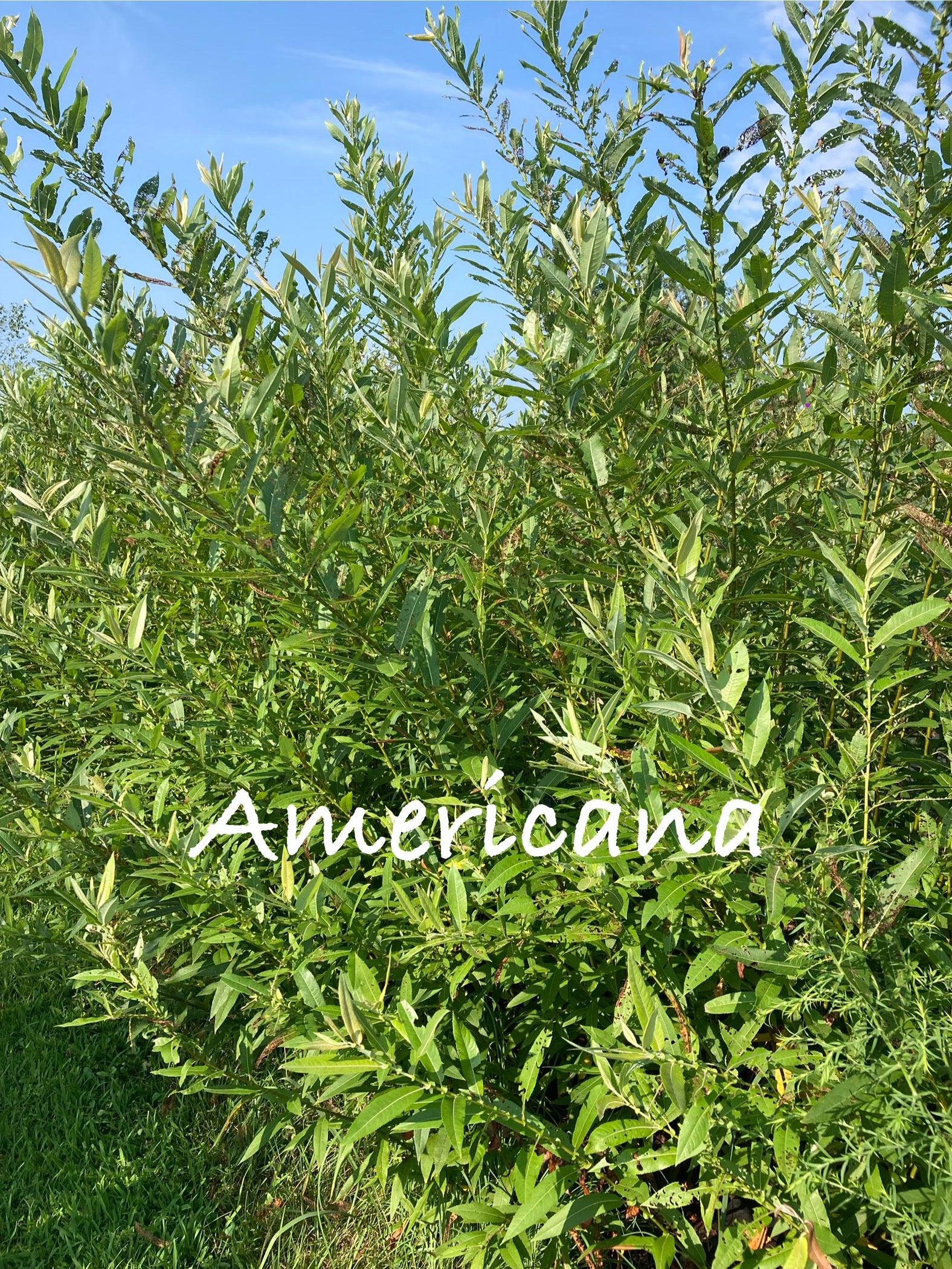 Green shrub with 'Americana' branding against a blue sky
