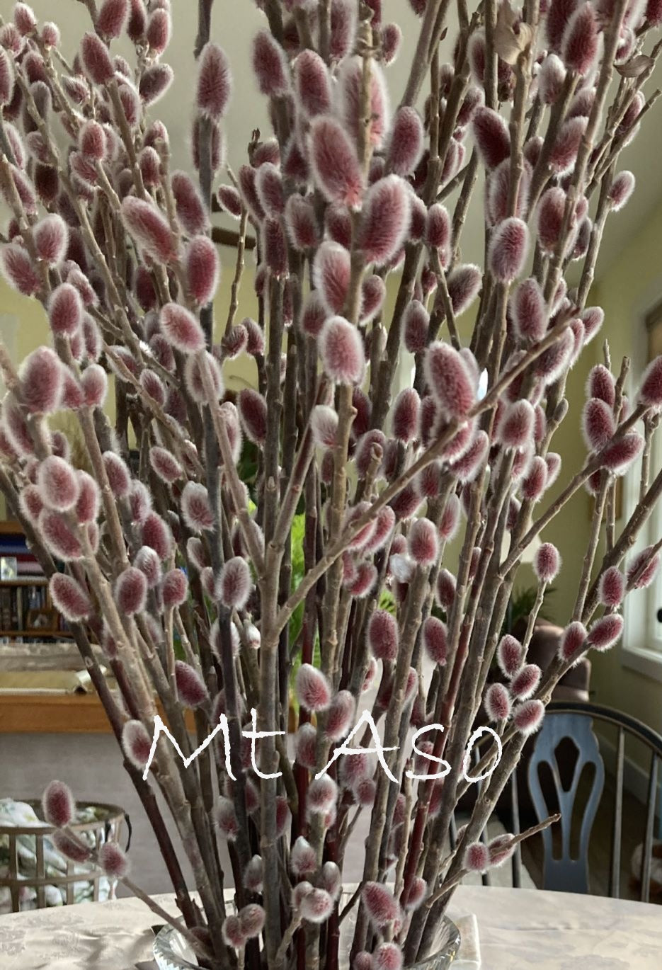 Decorative plant with fuzzy pink buds on a table indoors