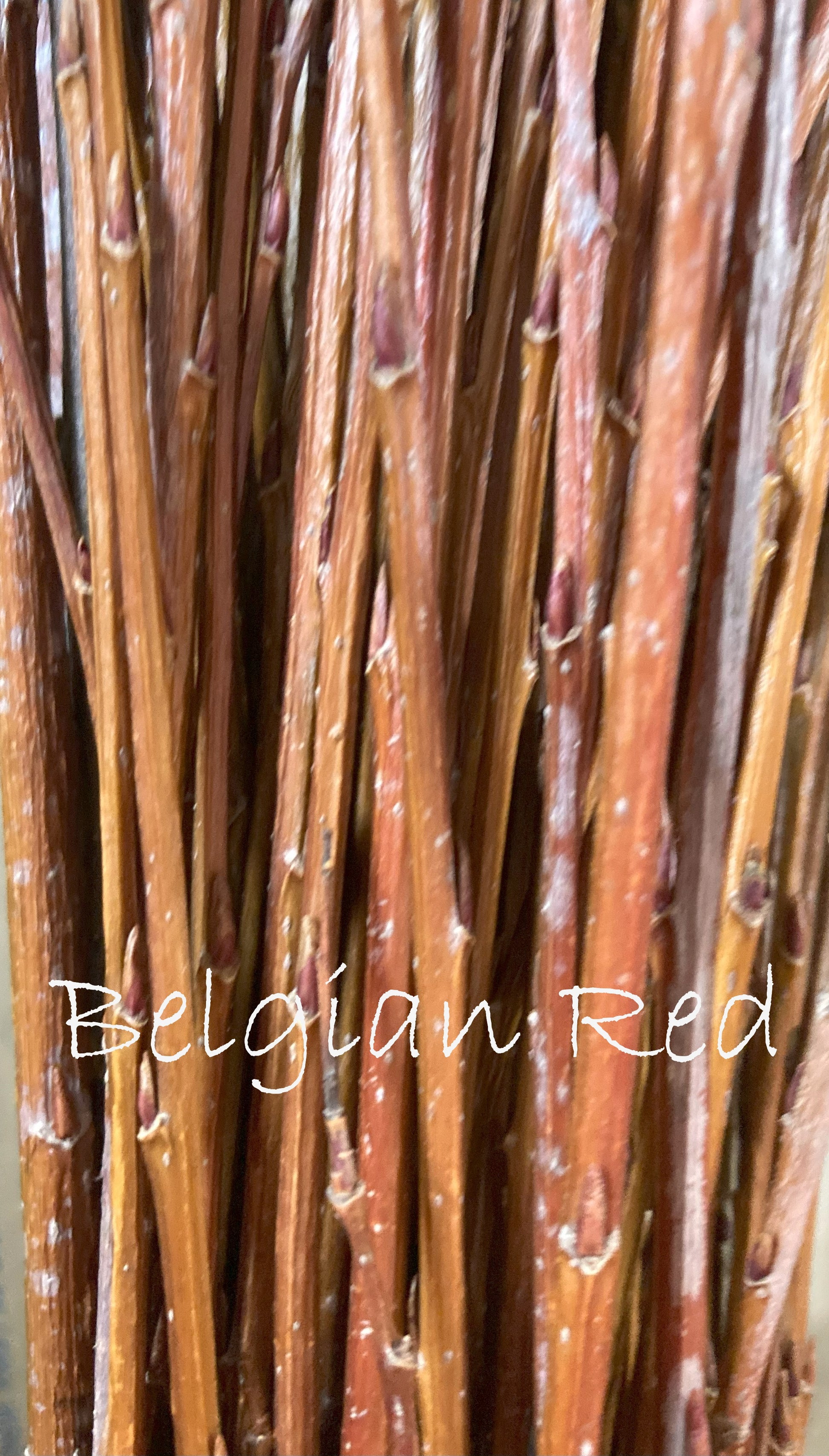 Close-up of Belgian Red willow sticks with 'Belgian Red' text overlay.