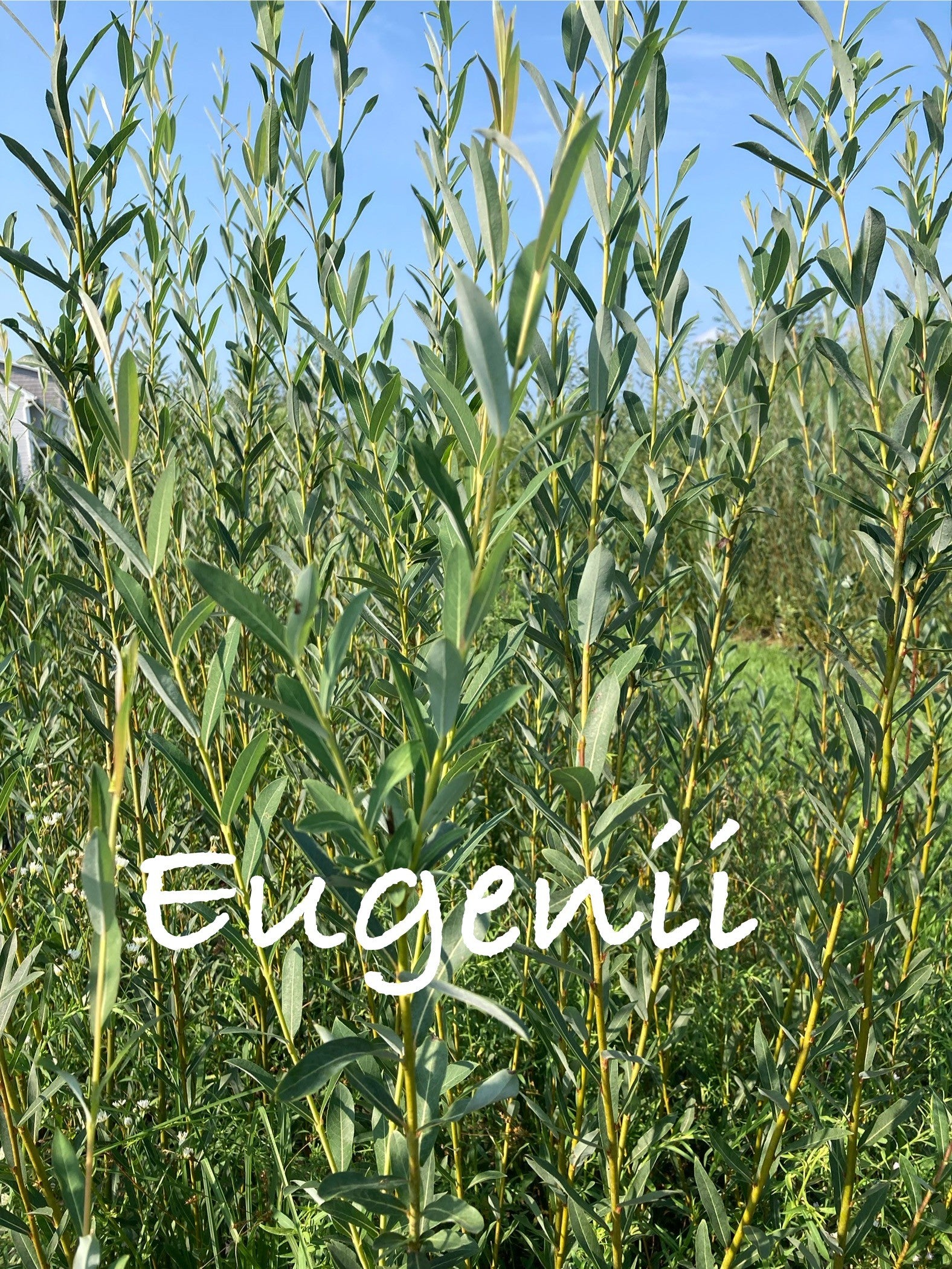 Green foliage with 'Eugenii' text overlay against a blue sky
