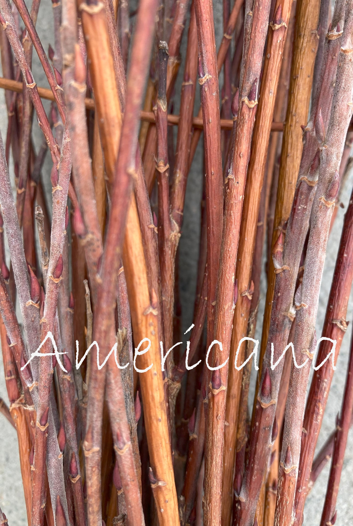 Bunch of brown twigs with 'Americana' branding.