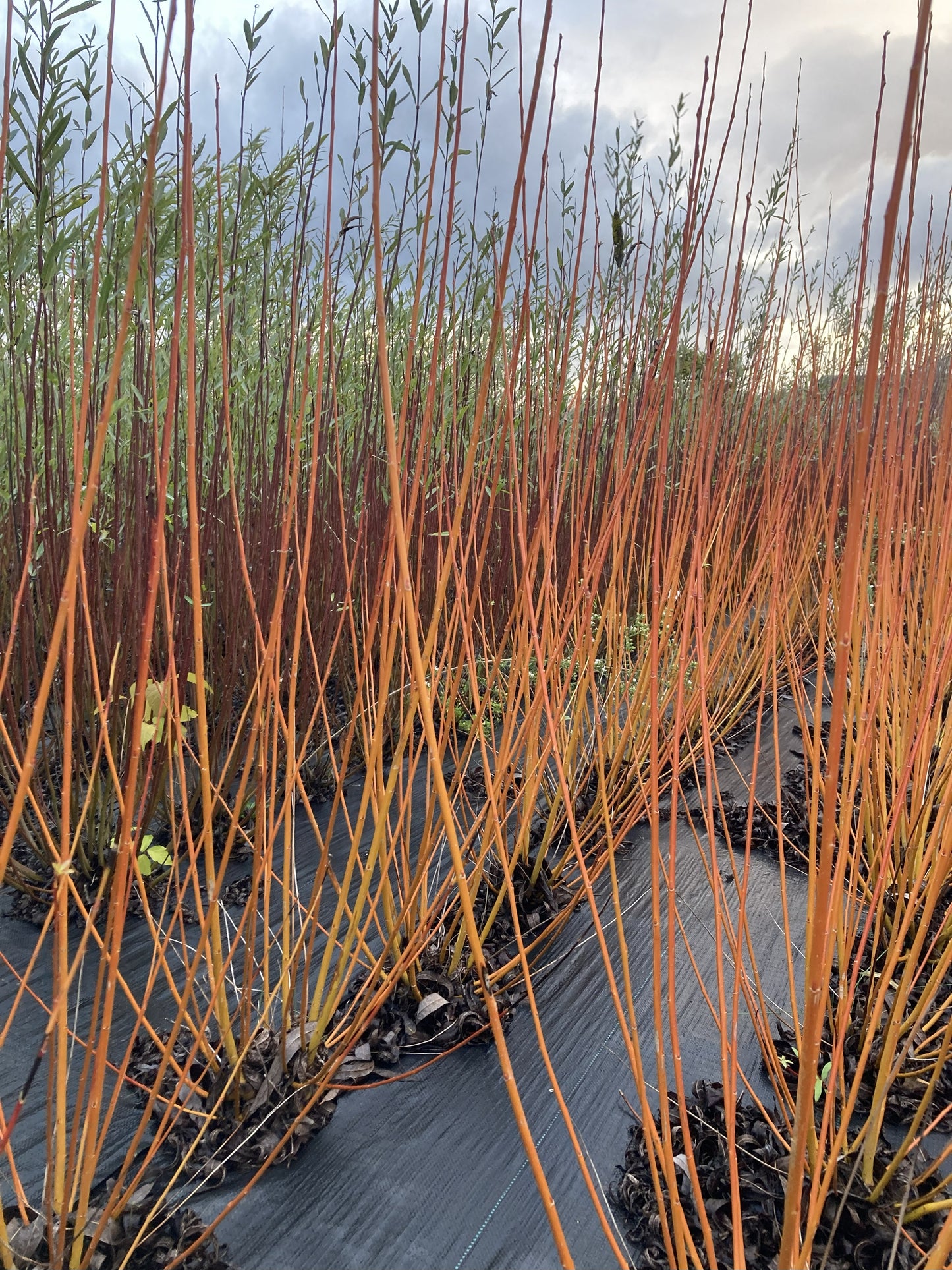 yellow orange willow rods