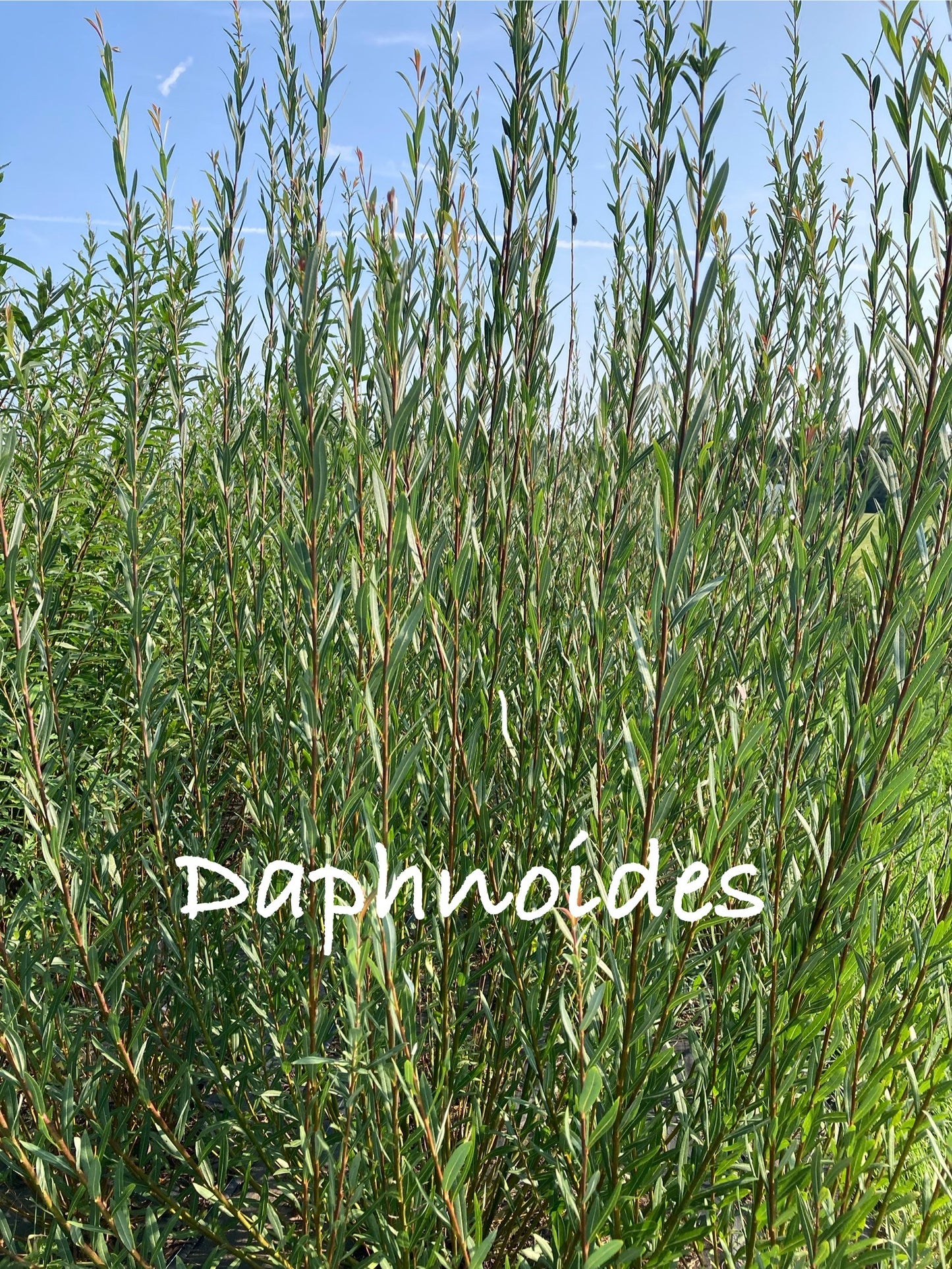 Green shrubbery with 'Daphnoides' text against a blue sky