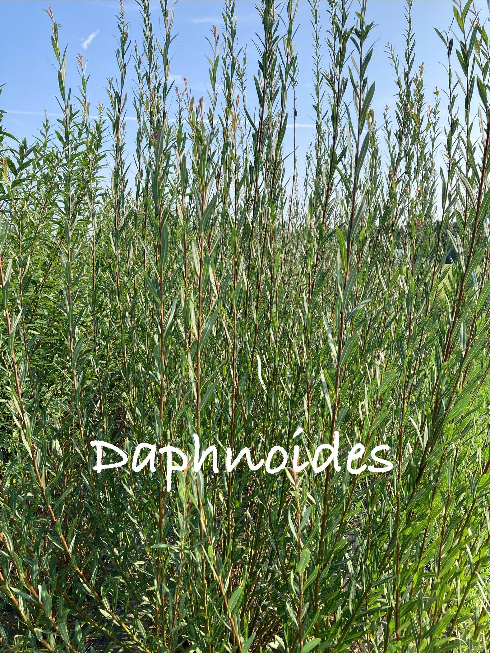 Green shrubbery with 'Daphnoides' text against a blue sky