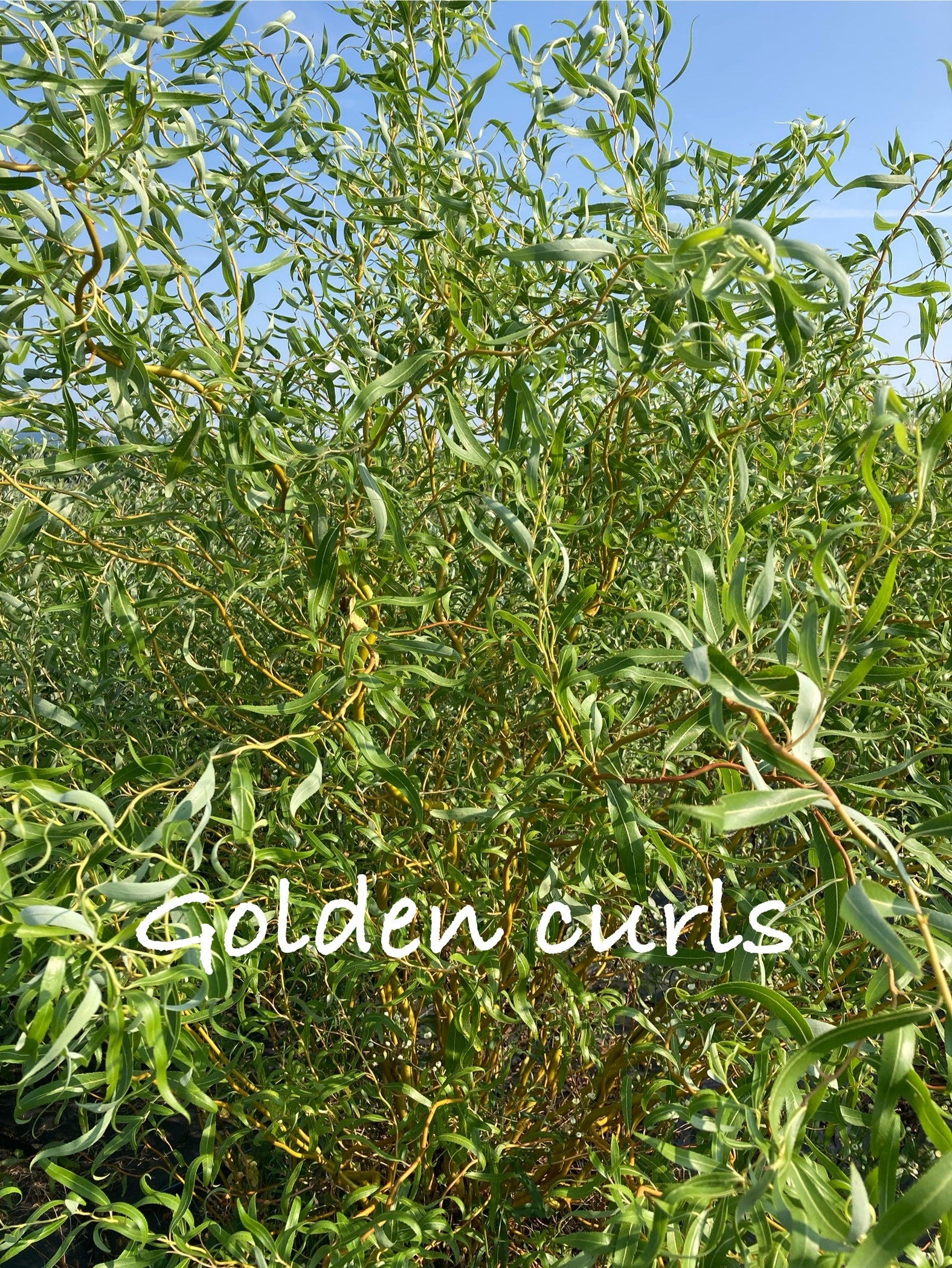 Green plant with golden bark with 'Golden curls' text against a blue sky