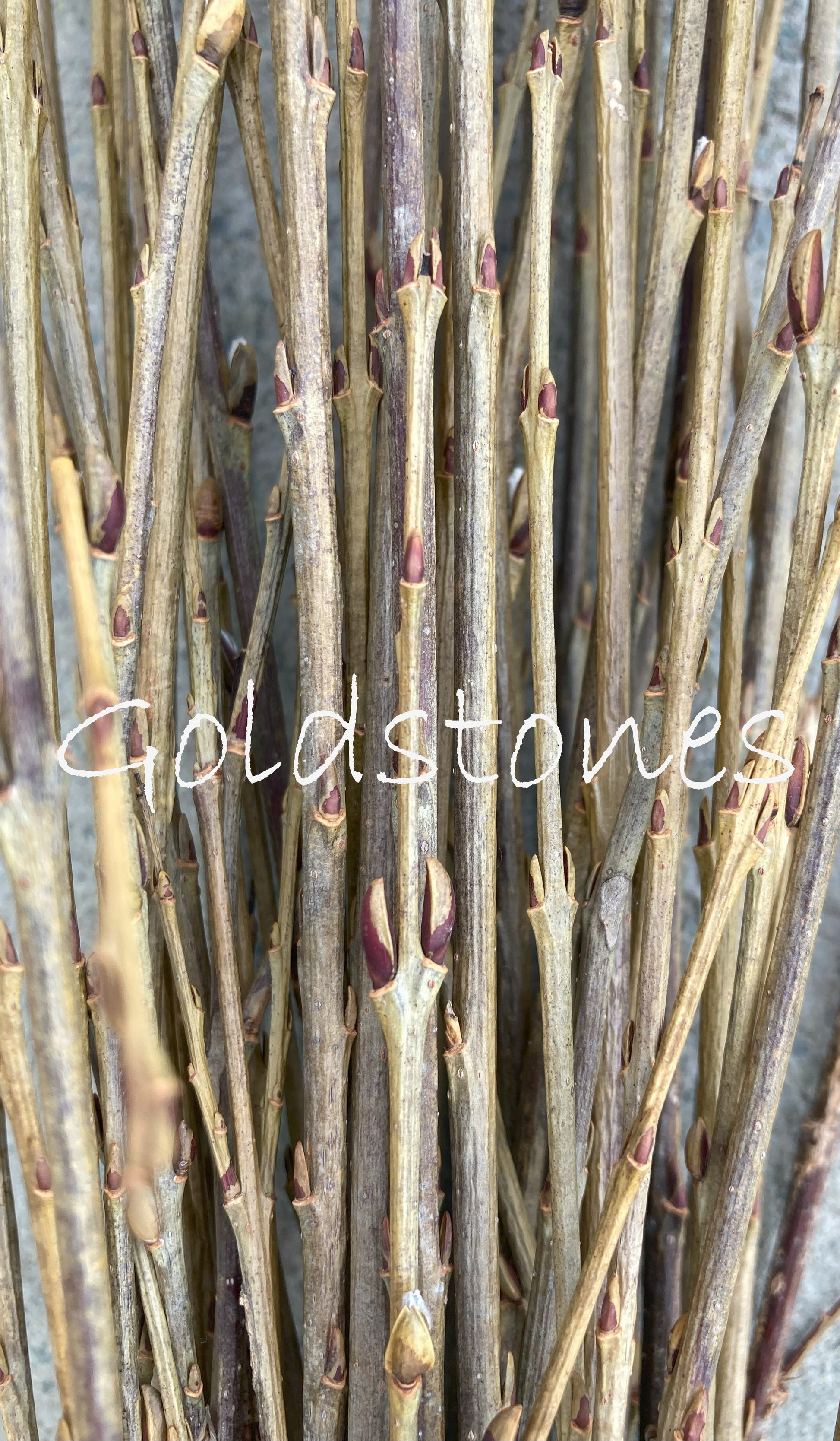 Close-up of dried twigs with 'Goldstones' branding.