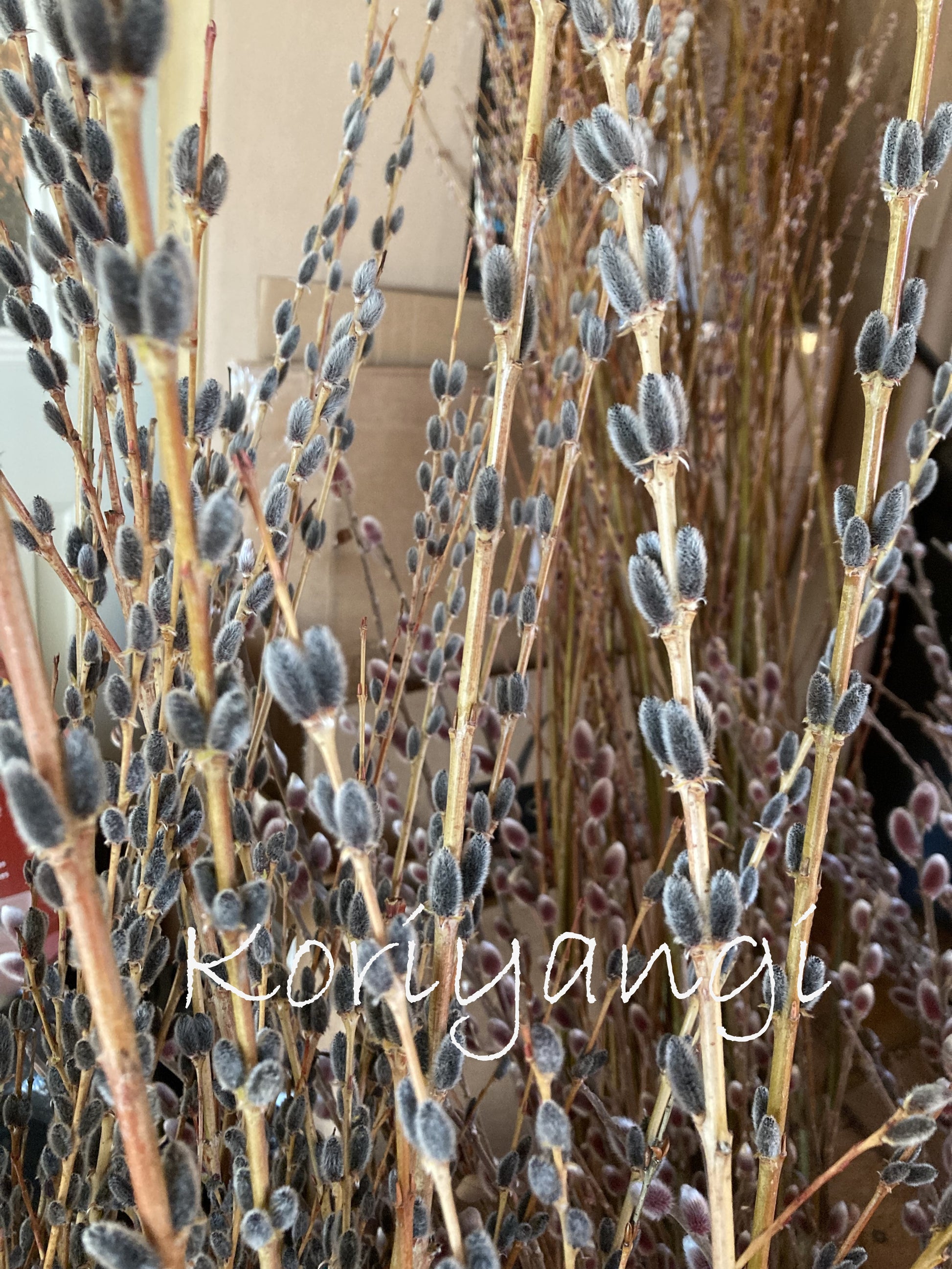 Willow branches with catkins and 'Koriyangi' branding.