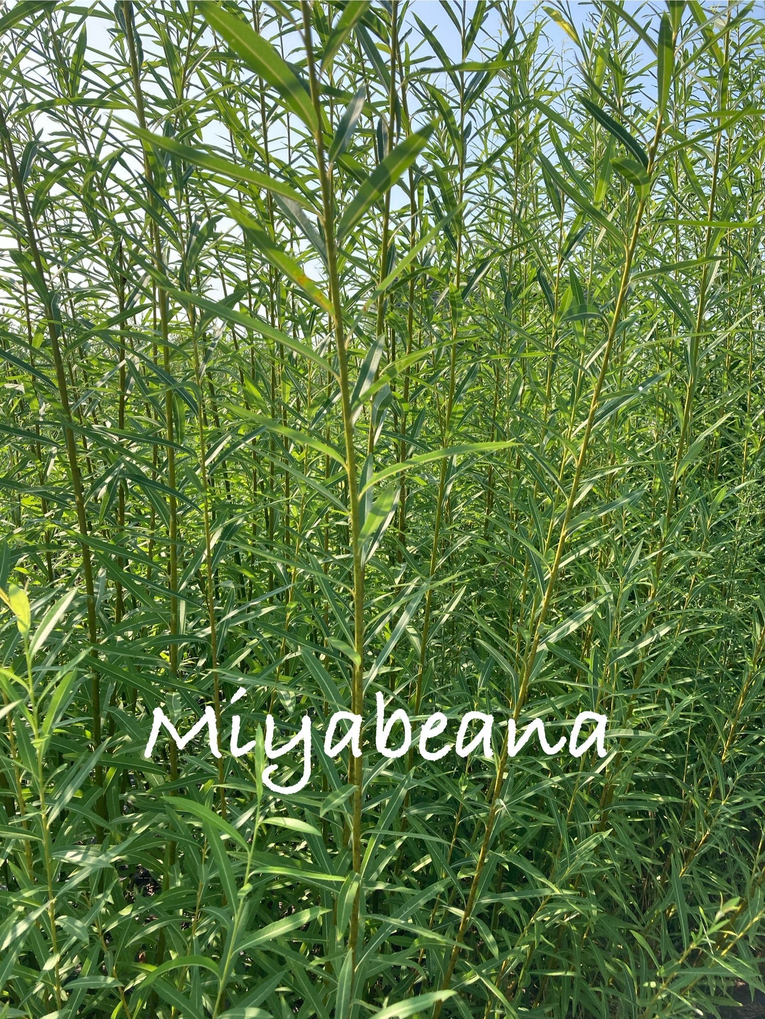 Green foliage with 'Miyabeana' branding in the foreground