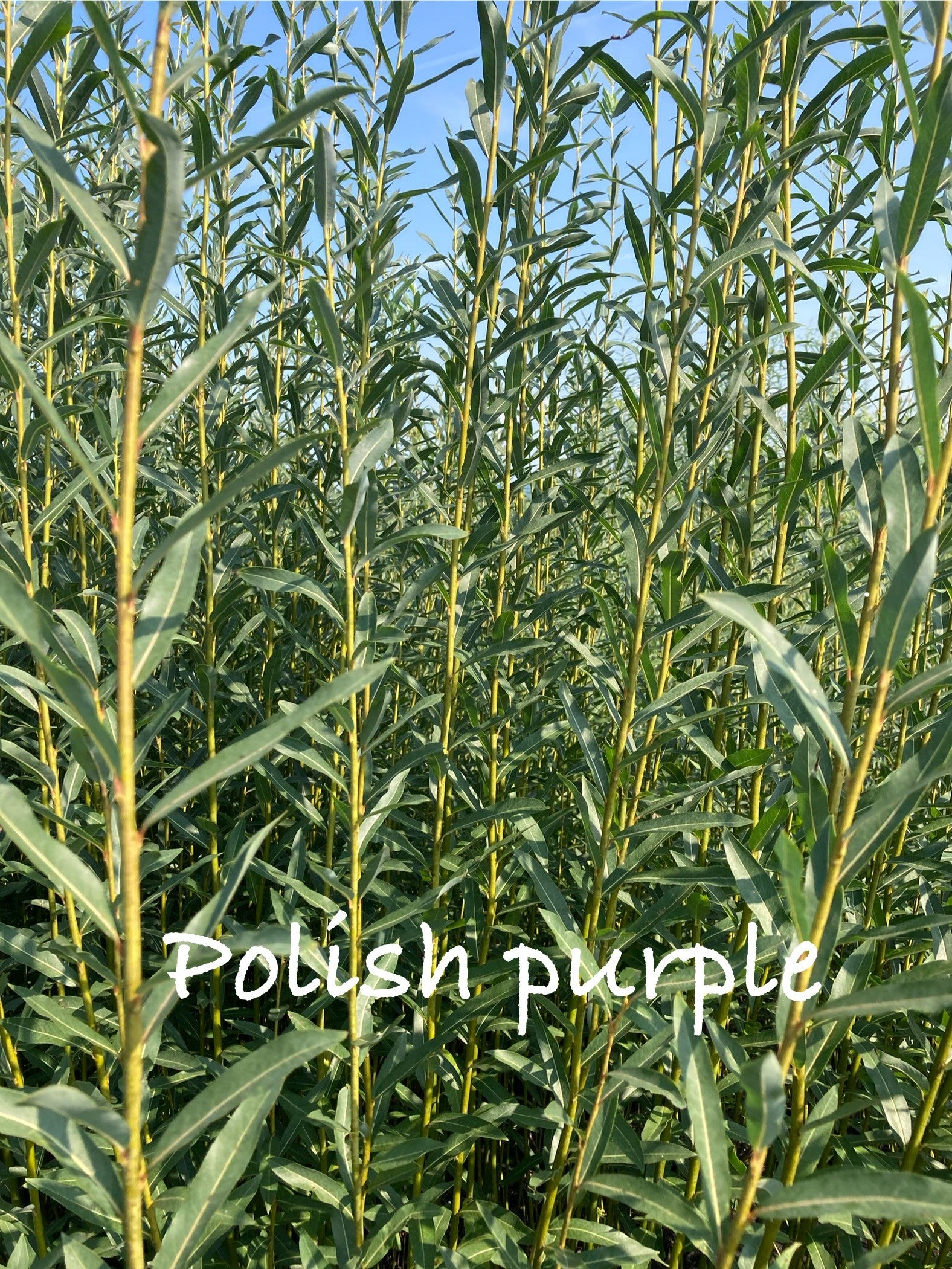 Row of Polish purple willow plants with a clear blue sky background