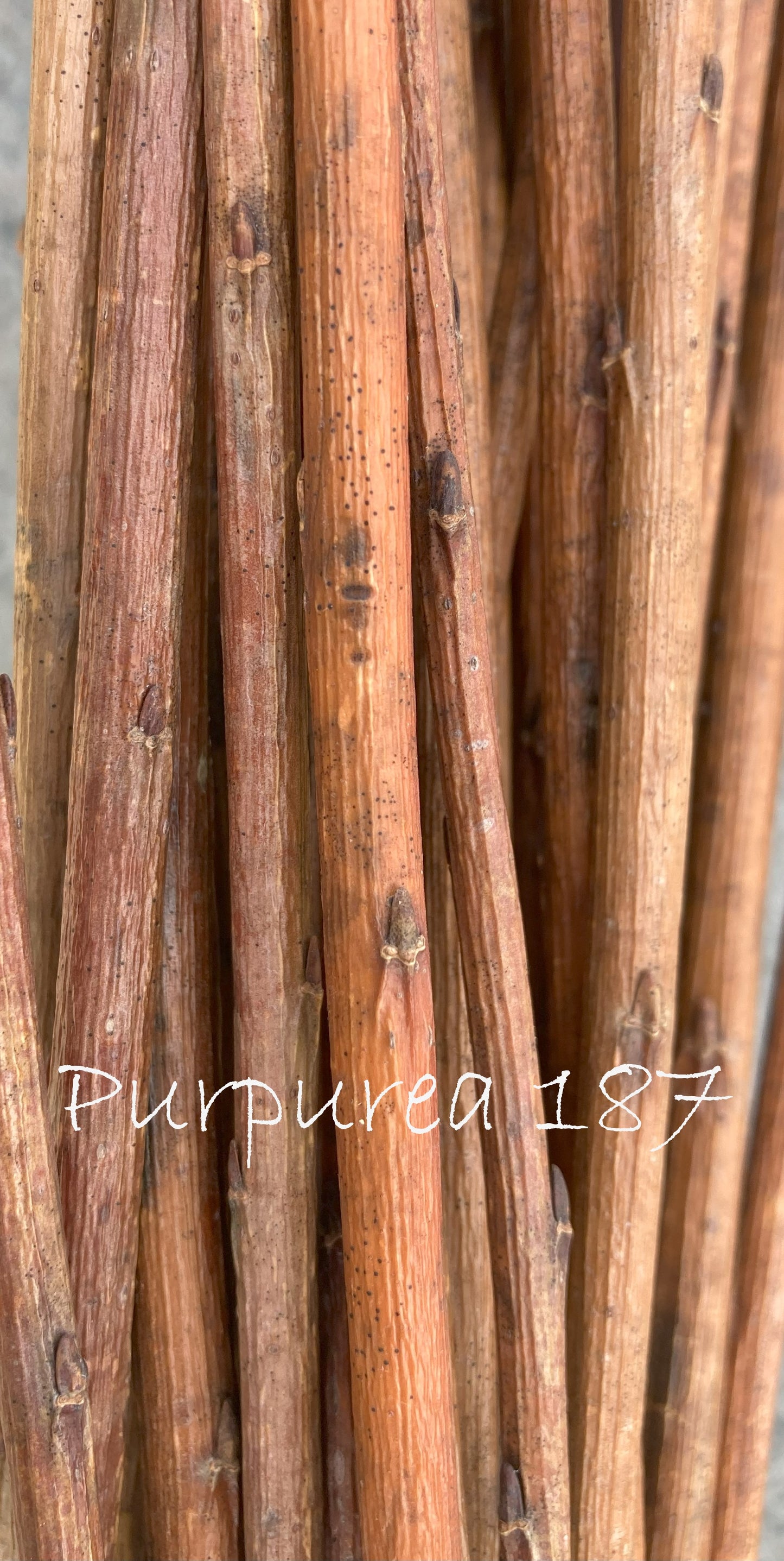 Close-up of dried twigs with 'Purpurea 187' text overlay