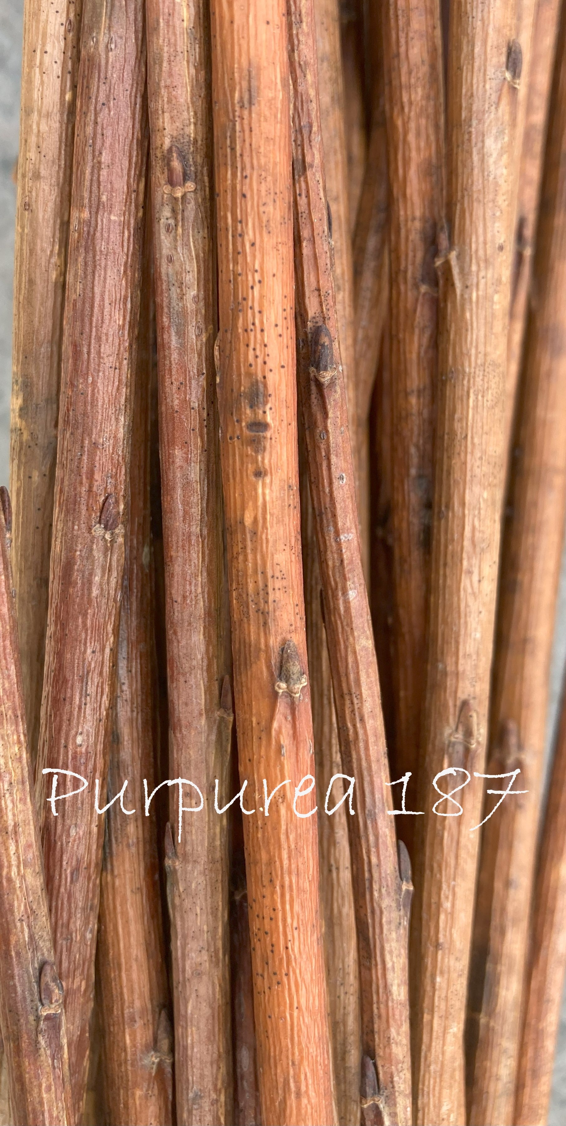Close-up of dried twigs with 'Purpurea 187' text overlay