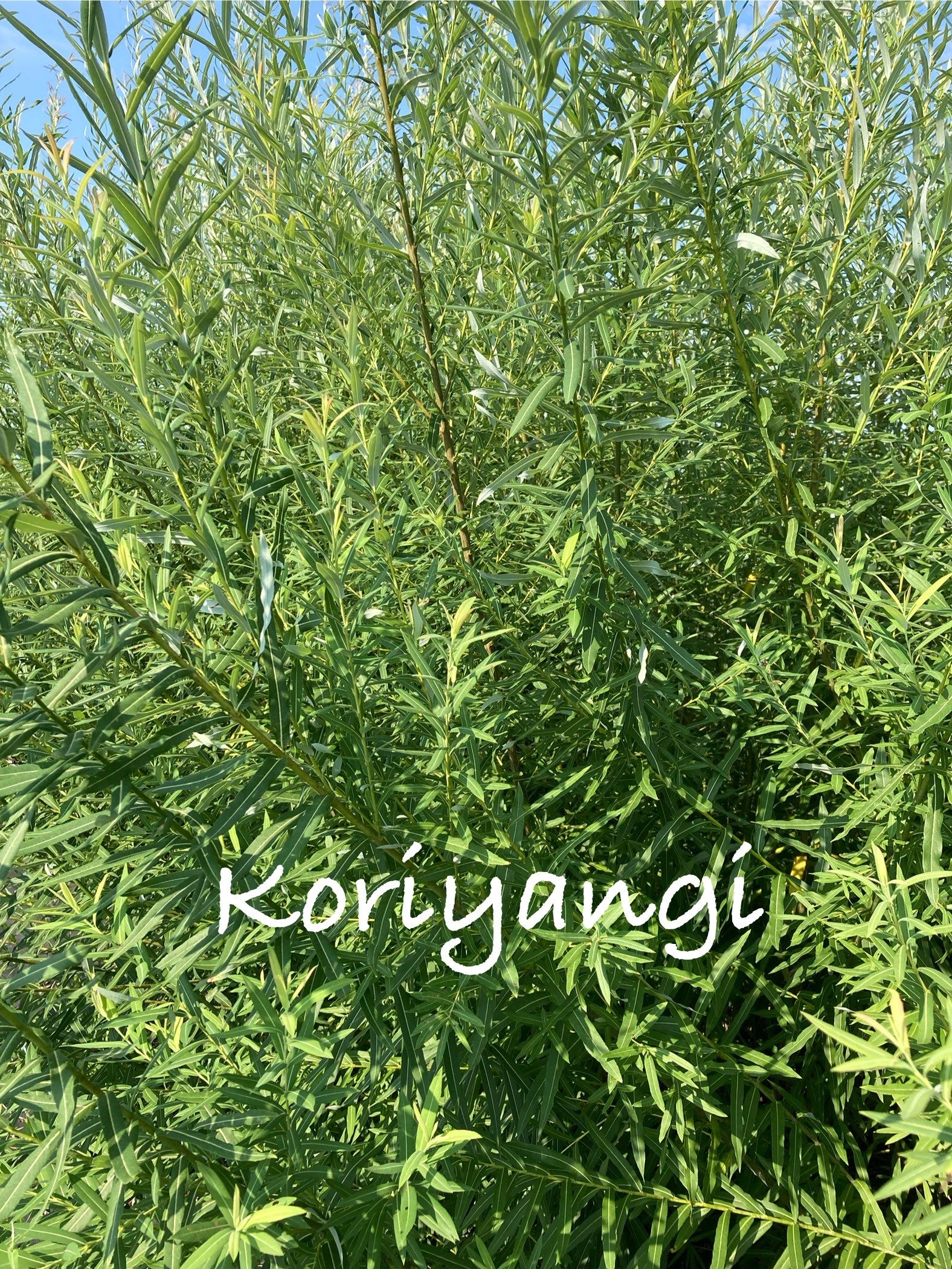 Green bush with 'Koriyangi' text overlay