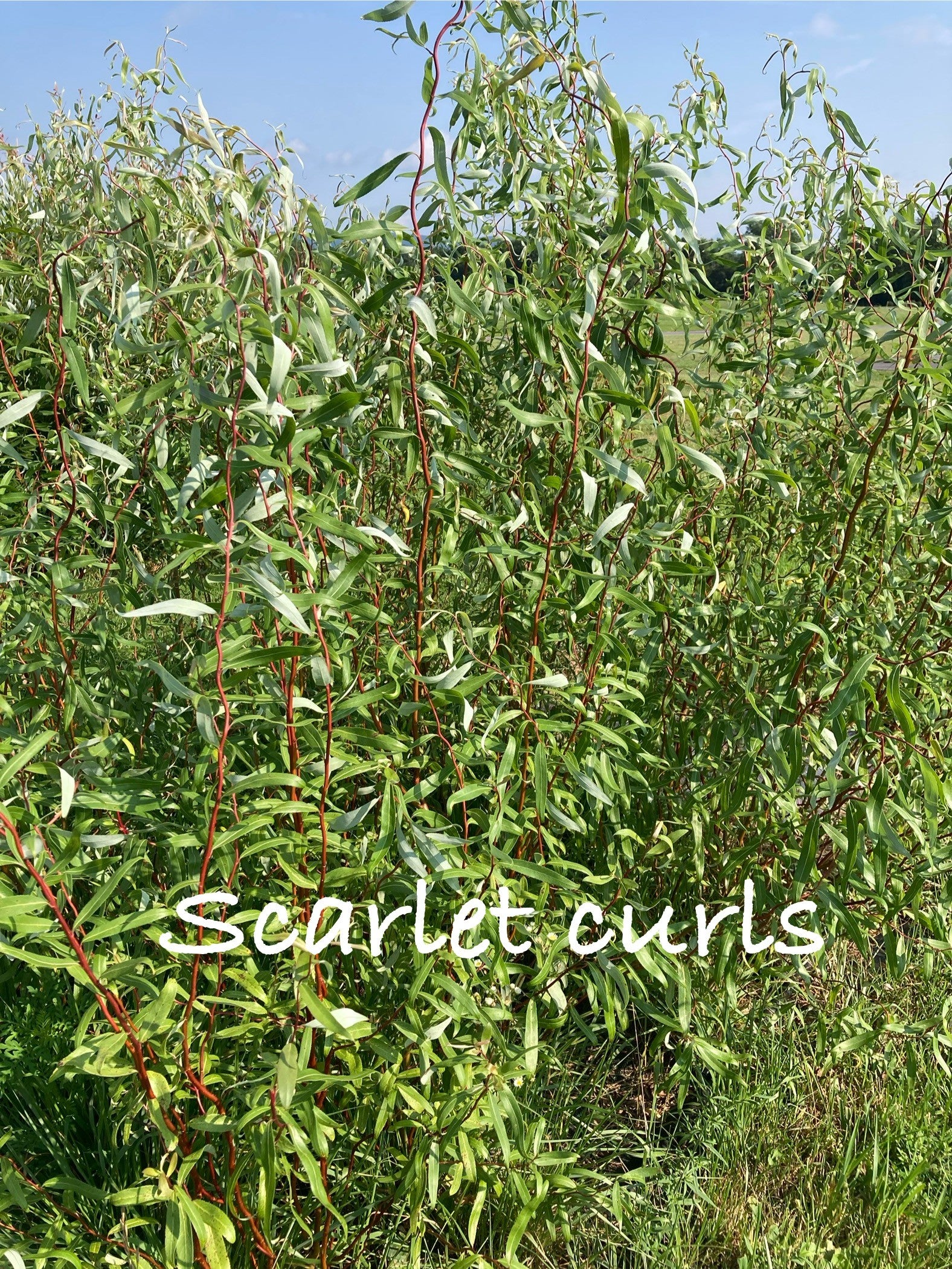 Green plant with red stems labeled 'Scarlet curls' against a blue sky.