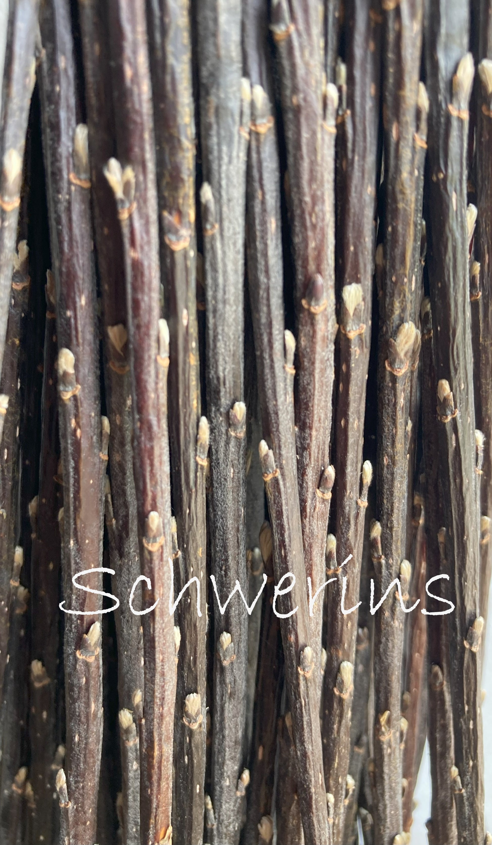 Close-up of dark brown twigs with small buds, branded 'Schwerins'.