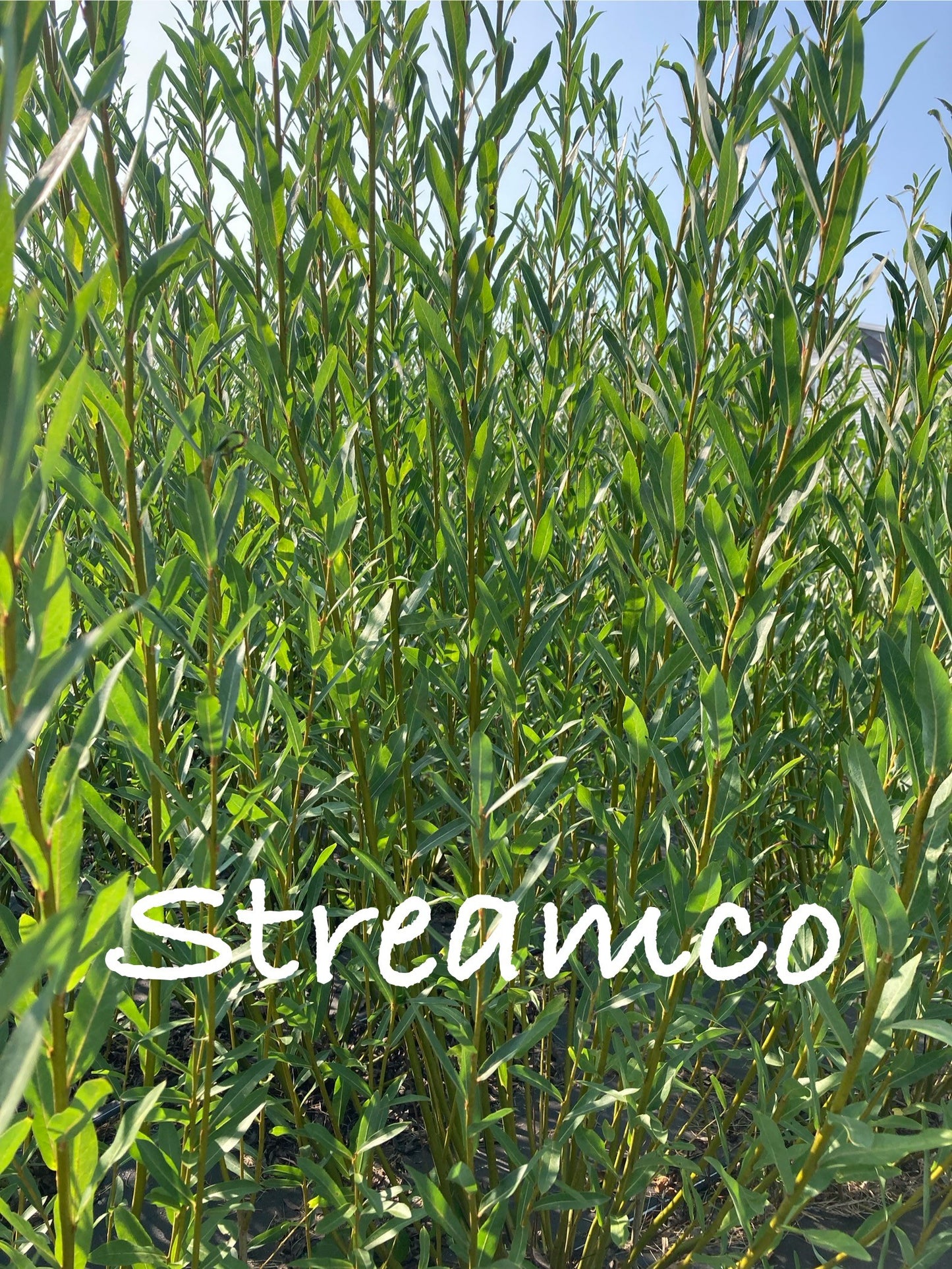 Tall green plants with 'Streamco' branding against a blue sky.
