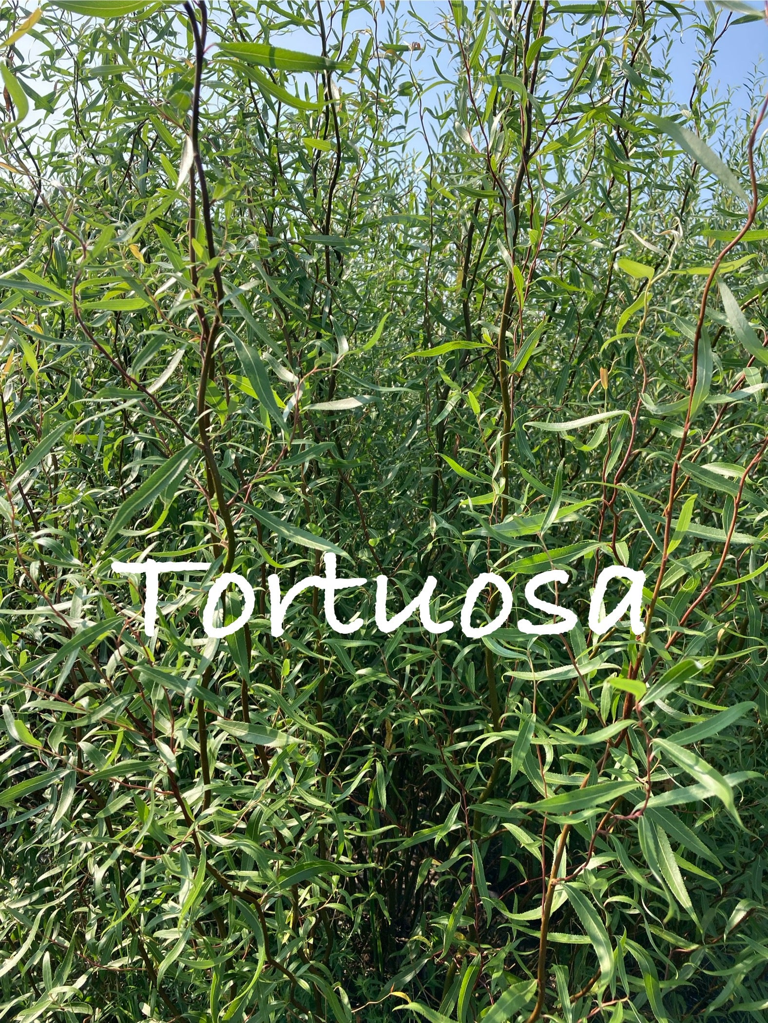 Tortuosa willow branches with brown bark and green leaves against a blue sky.