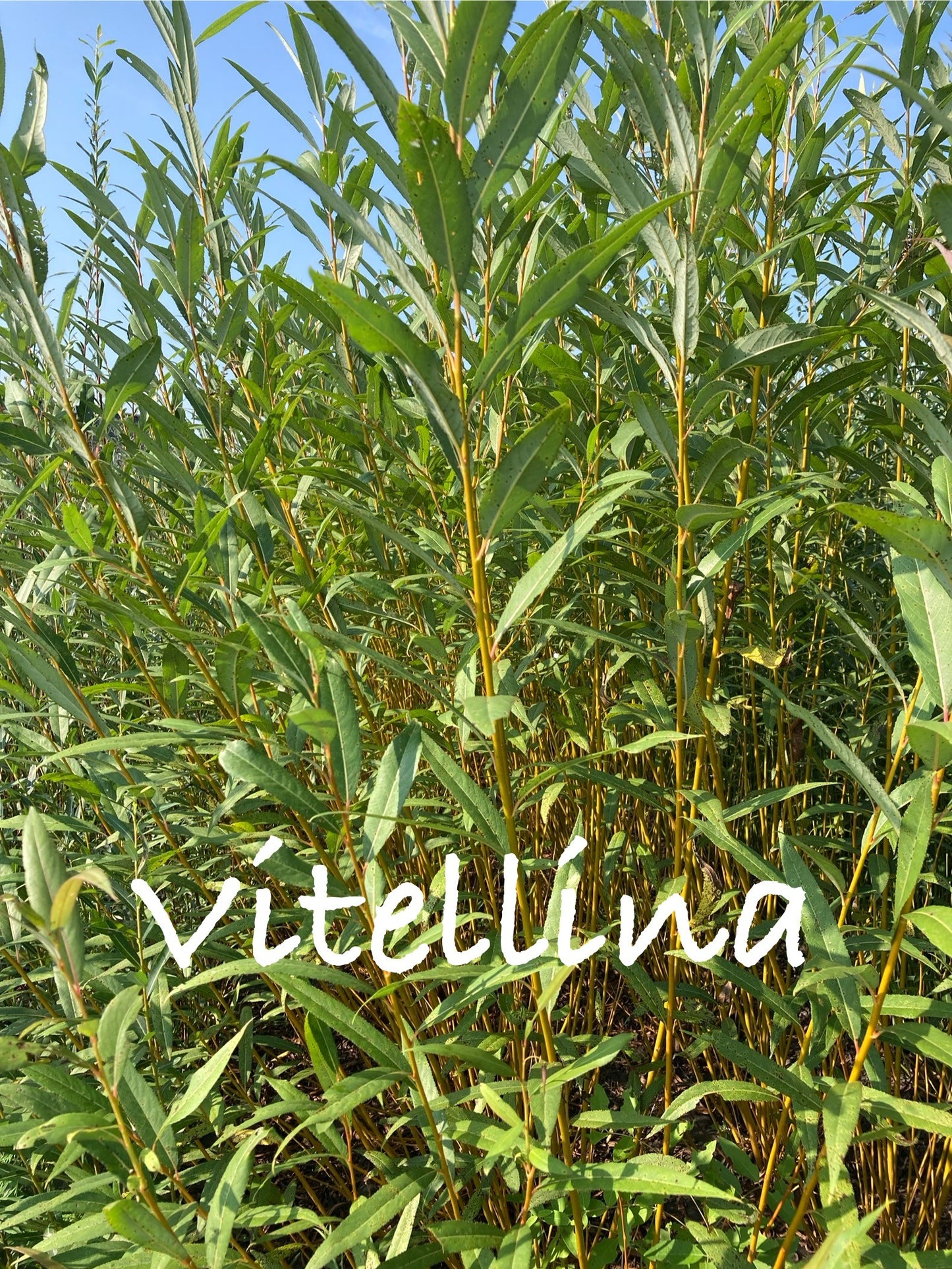 Green plants with 'Vitellina' text in the foreground
