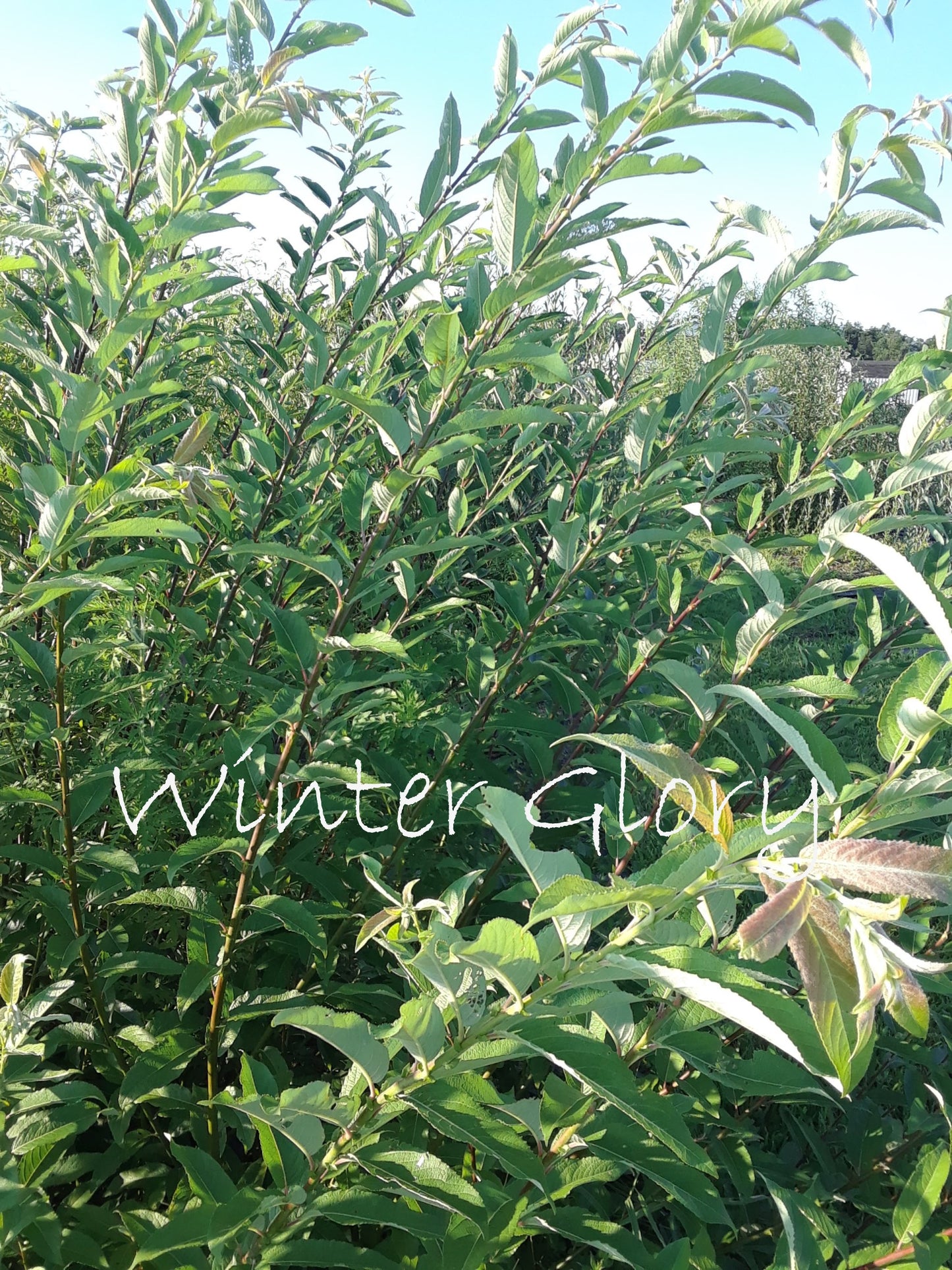 Green bush with 'Winter Glow' label against a clear sky