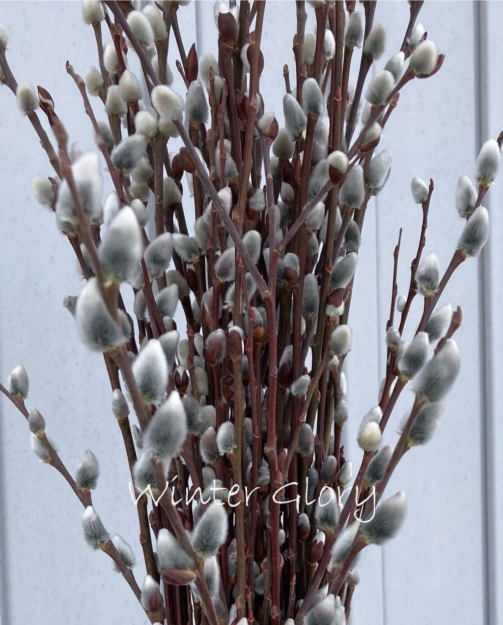 Bouquet of willow branches with catkins against a light background