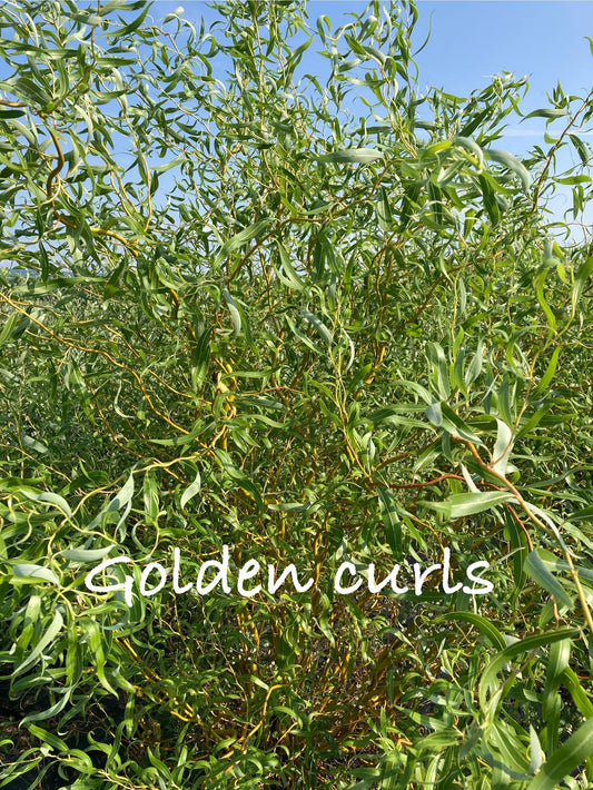 Green plant with 'Golden curls' text against a blue sky