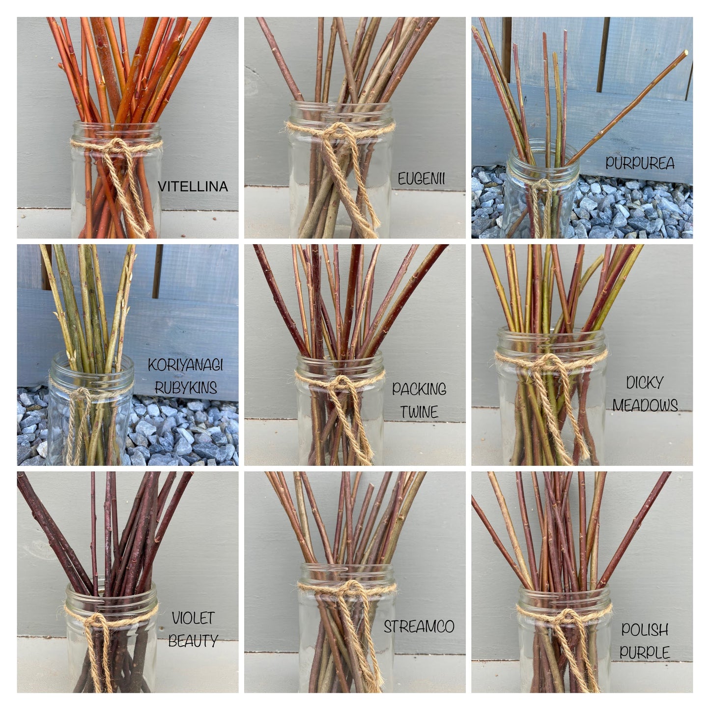 WILLOW STARTS TO GROW YOUR OWN BASKETRY WILLOW