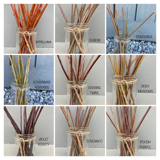 WILLOW STARTS TO GROW YOUR OWN BASKETRY WILLOW