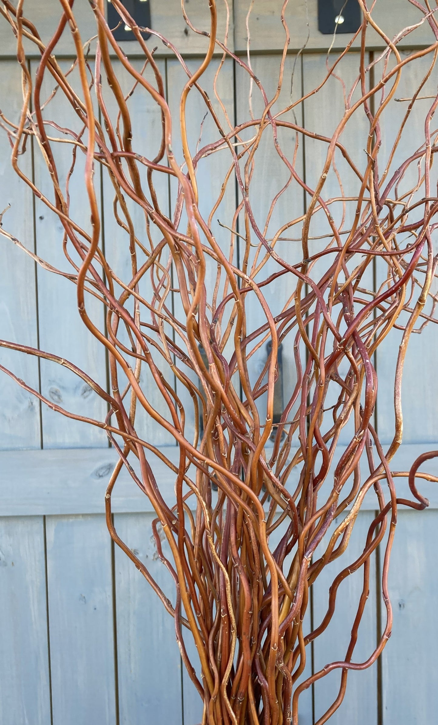 Rust-colored decorative branches against a light blue wooden panel background