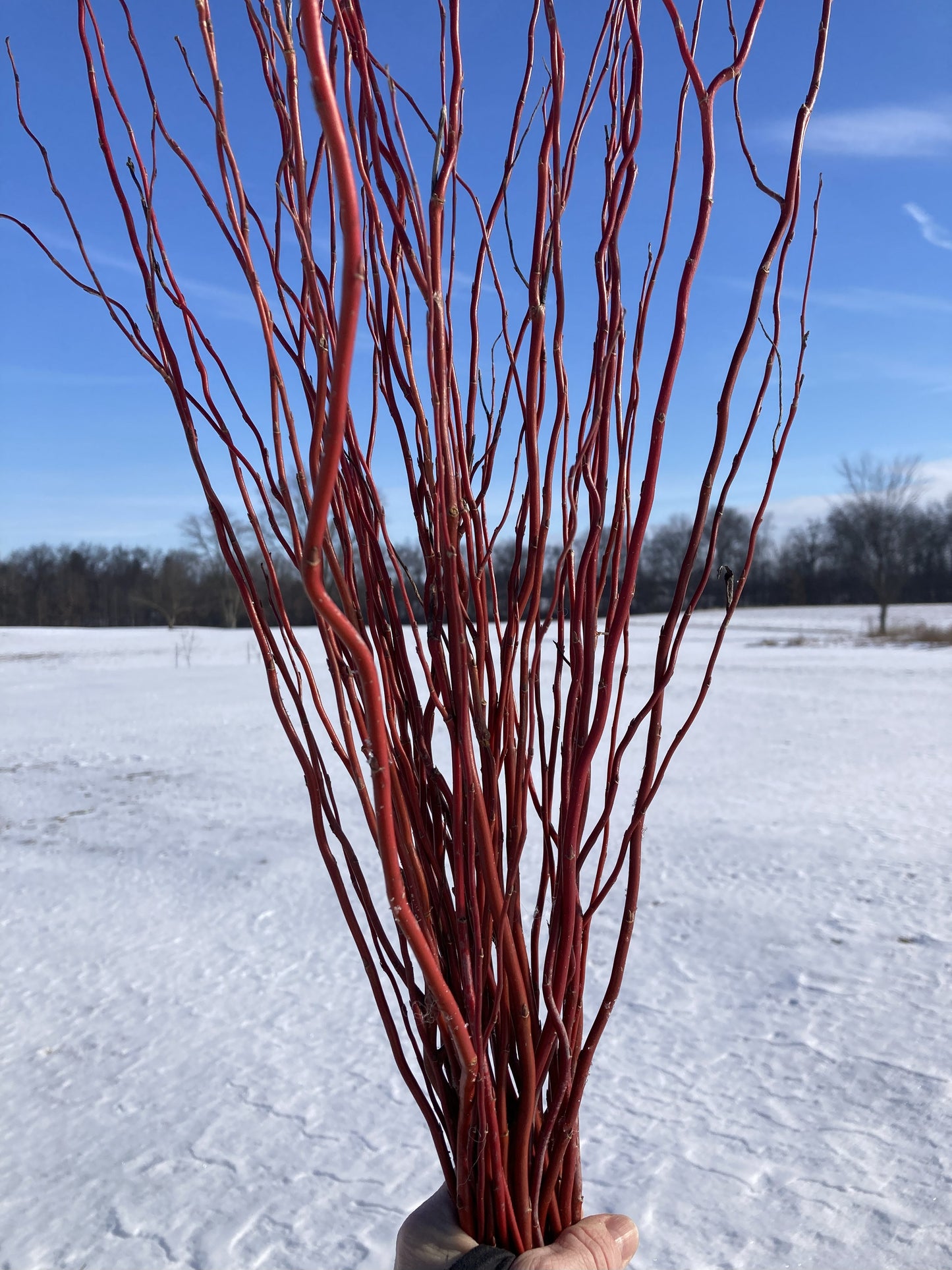 Red-barked branches held against a snowy landscape with blue sky.