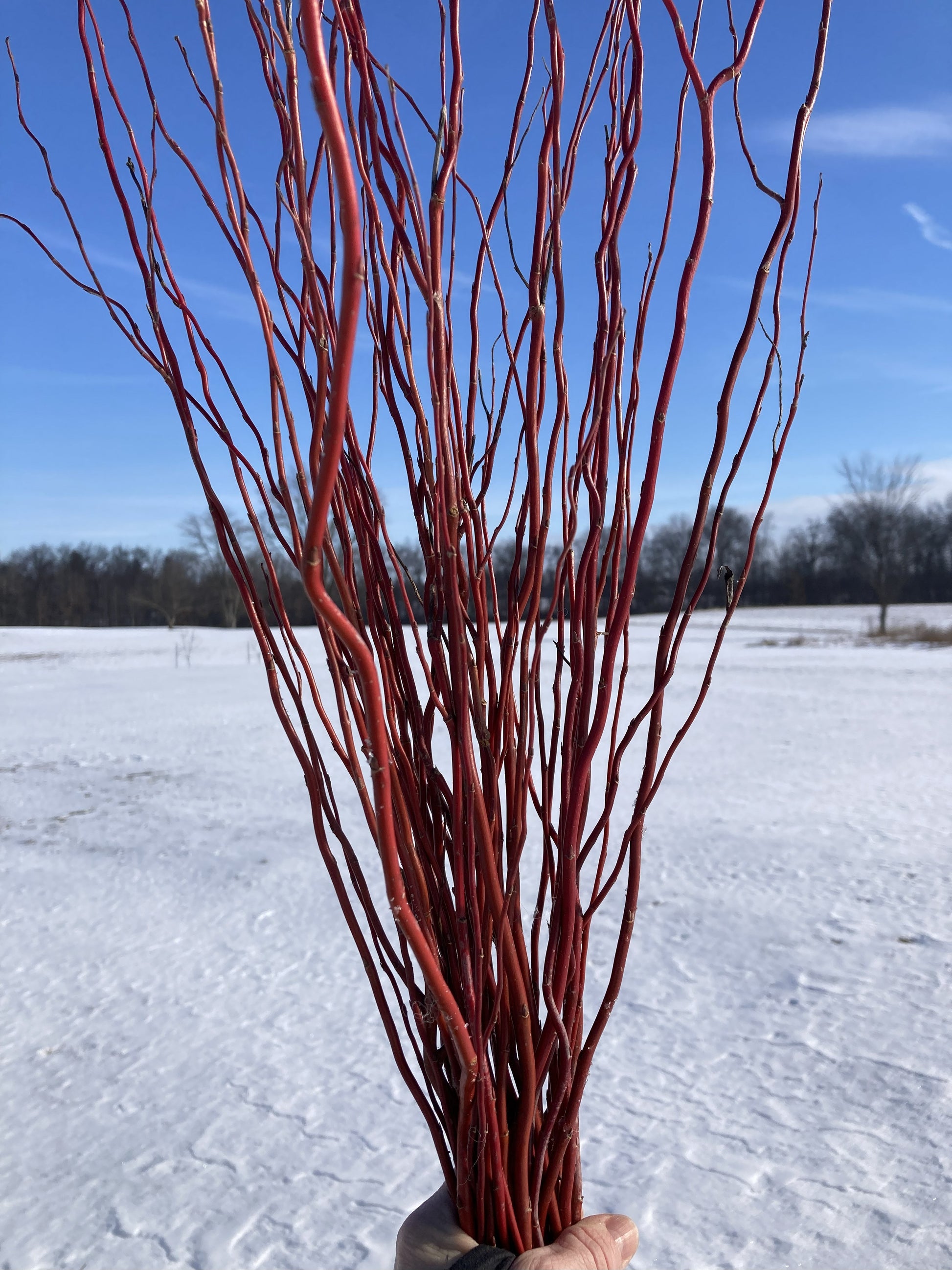 Red-barked branches held against a snowy landscape with blue sky.
