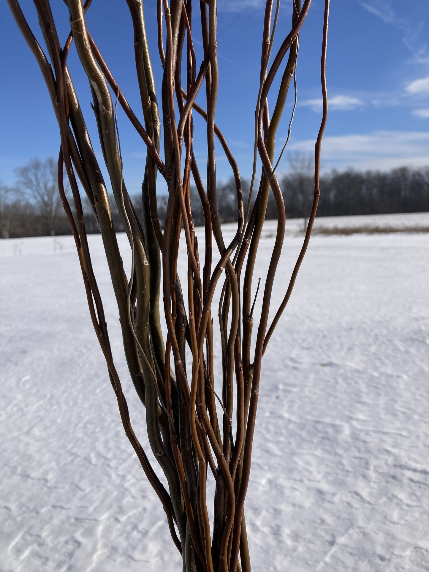 brown curly willow