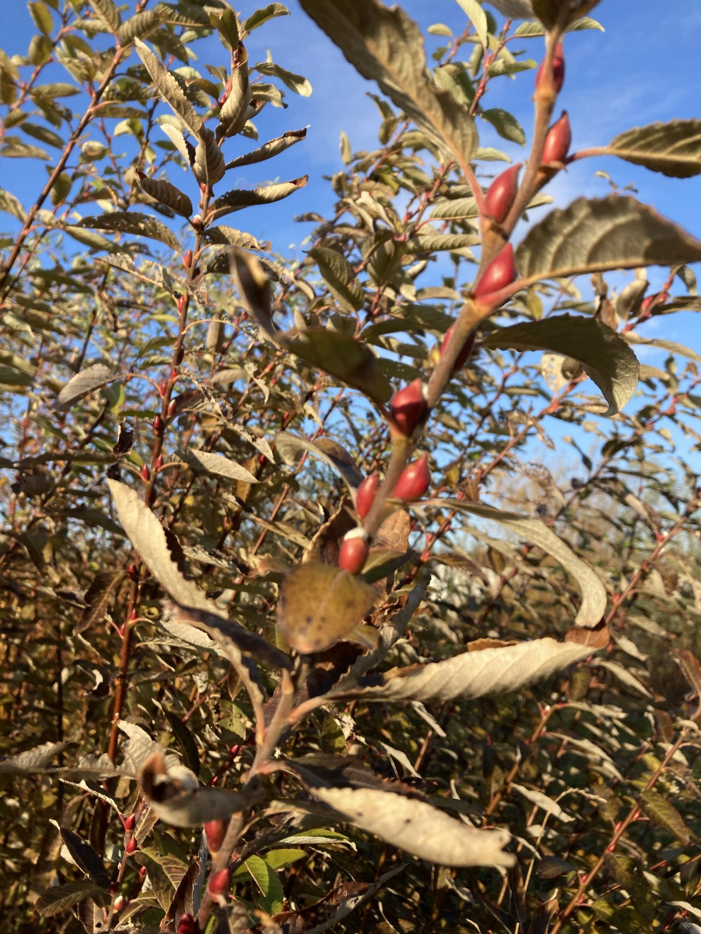 Winter Flory willow branch